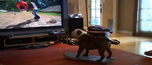 Ce Bulldog est imbattable à Tony Hawk Skateboard!