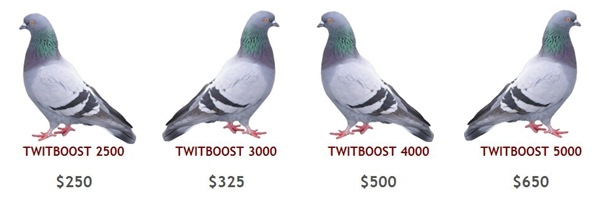 twitboost_pigeons