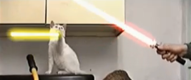 jedi cat