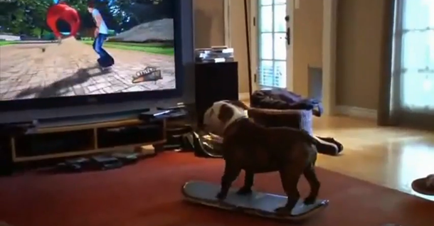 skating bulldog