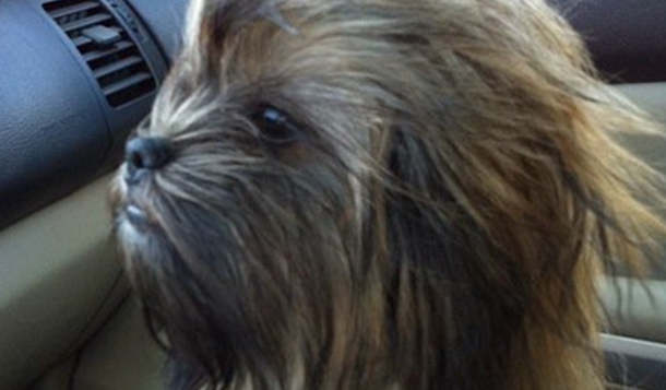 chien-wookie-dog