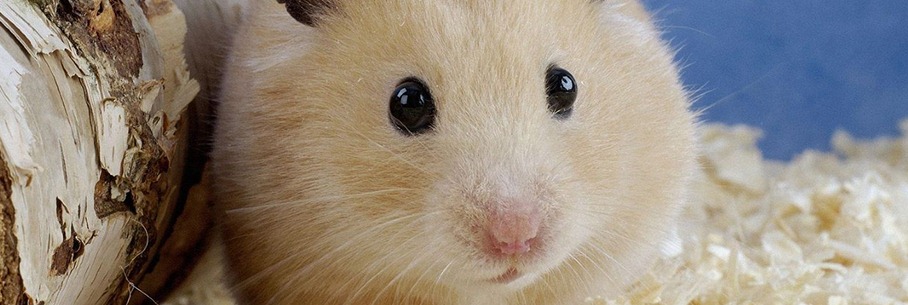 hamster