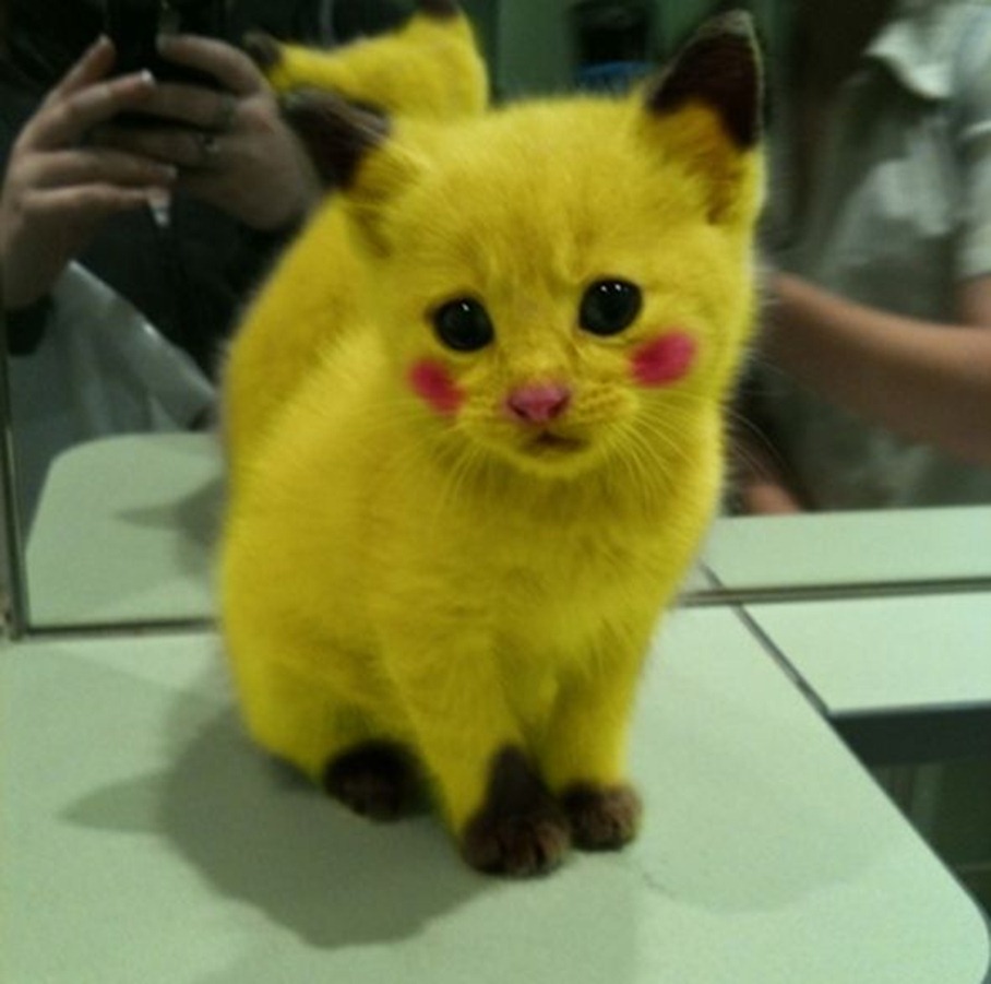 pikachu-cat