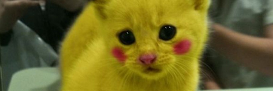 pikachu_cat