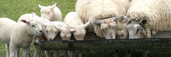 moutons